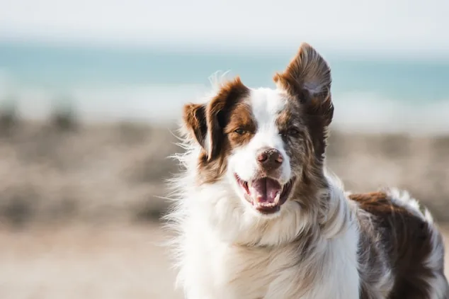 Página web para peluquería canina y mascotas